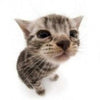 cat2ks - Home